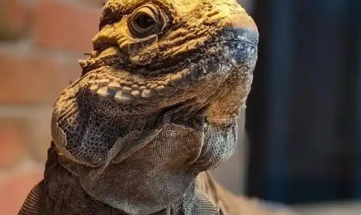 跨境“异宠热”暗藏风险