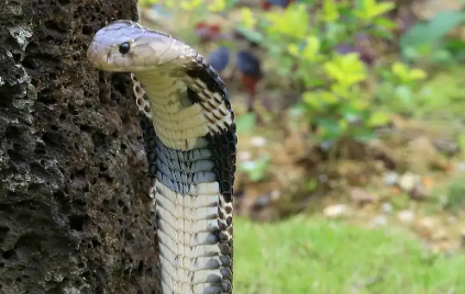 云南一村民家中发现剧毒眼镜王蛇，“数小时内可致命”