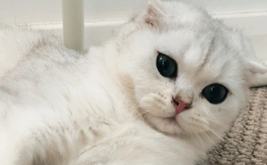 宠物友好门店完善功能配套促进消费升级