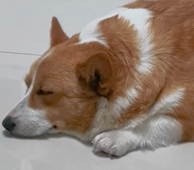 大街上捡到一只柯基犬，性格亲人秒带回家