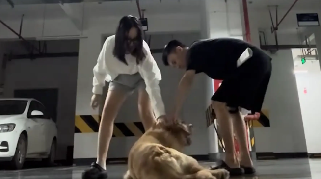 夫妻同时向相反方向跑，看金毛跟谁走，结果金毛选了手机