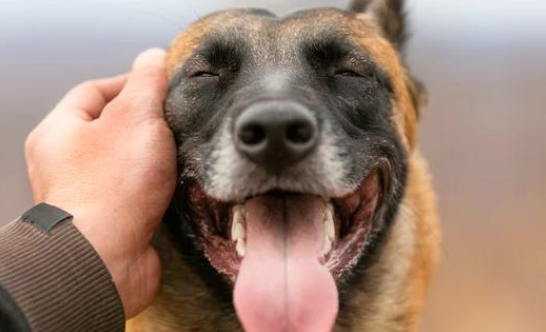 “巴氏铲屎官”抖音分享宠物日常，收获超30万粉丝