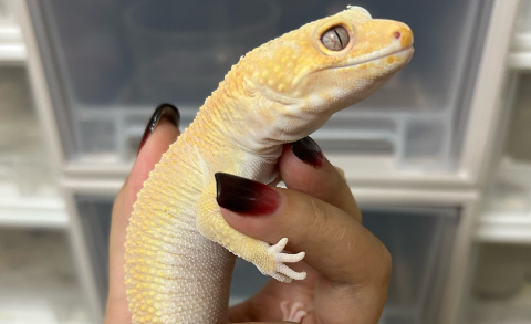 “异宠”流行，市场规模近百亿元