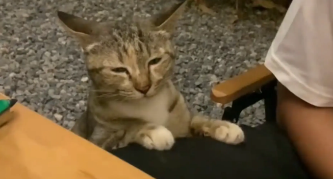 猫咪眯着眼睛想偷吃炸鸡块。猫咪：得笑着，伸手不打笑脸人