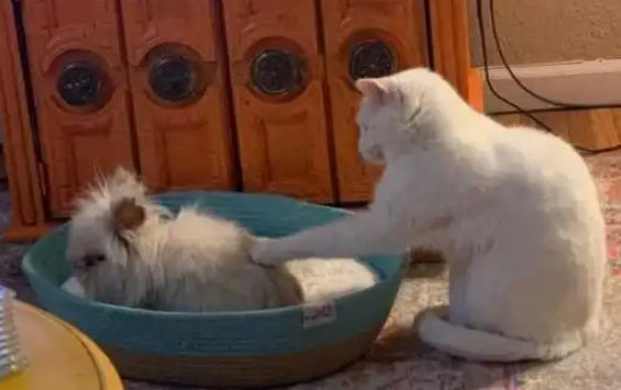 家有怂猫，被兔子欺负惨了都不敢反抗