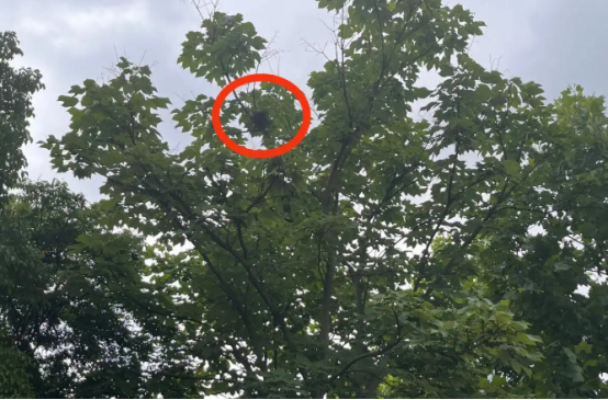 市民一个月遭6次“霸道小鸟”袭击