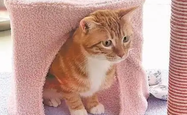 “五一” 假期宠物经济升温，毛孩子也能说走就走