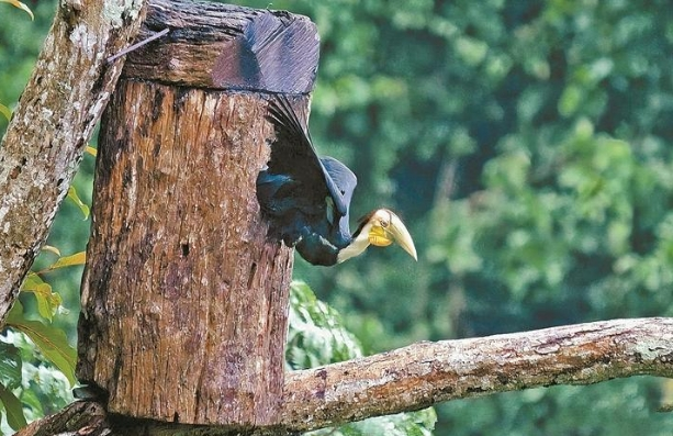 幼鸟顺利出巢！云南连续两年实现犀鸟人工招引繁殖