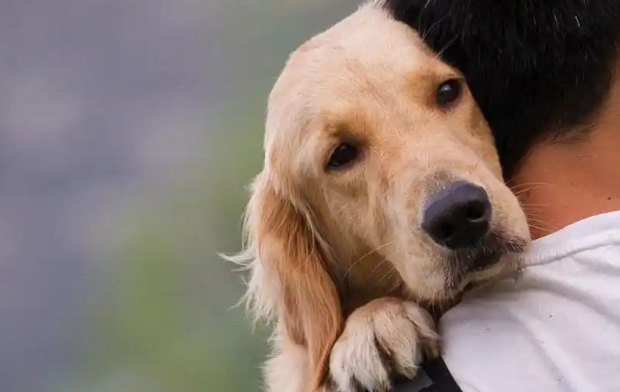 狗狗为保护主人，勇敢驱赶闯入者