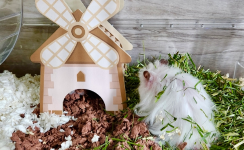 高烧半月未愈、眼睛爬出白虫……铲屎官必看健康防护攻略