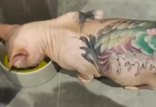 无毛猫被前主人纹身打耳环，纹身师：纹全身3万