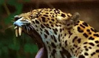 咬合力堪比终结者！这只猫科动物能轻松击败鳄鱼