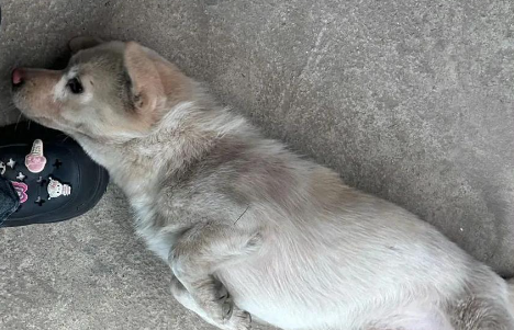 流浪狗逆袭成 “抗癌战士”