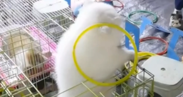 套圈摊位的小奶狗主动把套圈套在脖子上