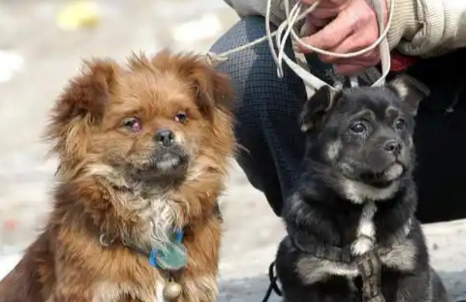 网购活体宠物惊变“一日惨案”！