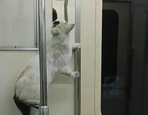 猫咪在地铁上睡觉，醒来后的动作让人摸不着头脑