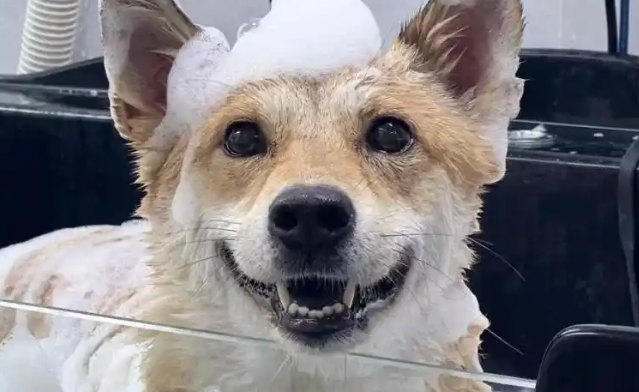 深圳宠物狗走失，竟被高速工作人员食用