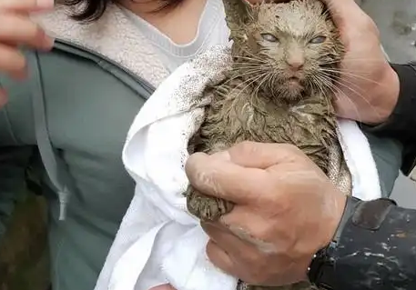 猫咪掉进水泥柱，被救出时成了“泥猫”，眼睛留下后遗症