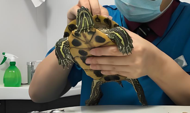 异宠医生韩酉年：给巴西龟打针的 27 岁兽医