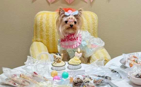 宠物狗也能上学堂！“00后”店长开了家“宠物托儿所”