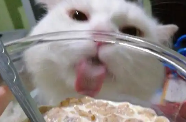 主人用玻璃碗吃东西，猫咪馋到舔碗：咦，怎么没吃到