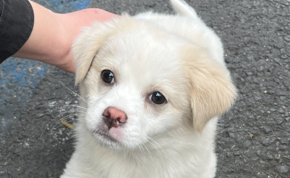 “上海最大基地” 宠物店乱象丛生，引发网友关注