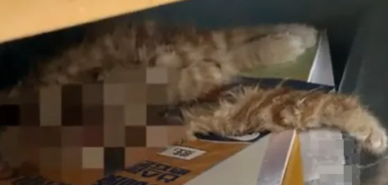 监控曝光！猫咪尸首分离被放课桌，调查结果公布