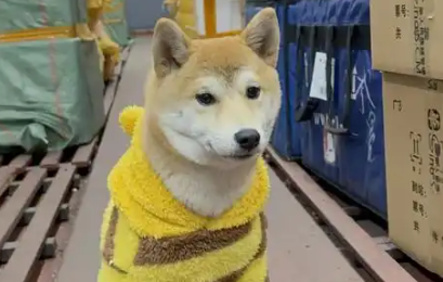 托运的不只是宠物，更是信任与温度