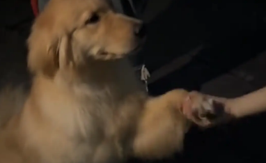 女子偶遇金毛，跟金毛握手，金毛还会绅士微笑