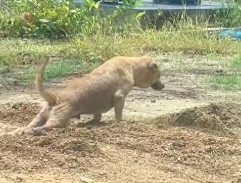 狗狗后腿疑似残疾拖着爬行，网友看得差点落泪