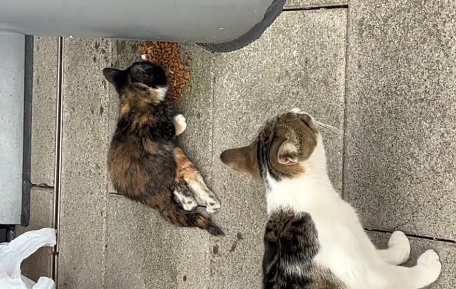 小猫因意外双腿瘫痪，猫妈妈不离不弃，有妈妈在它就不是流浪猫