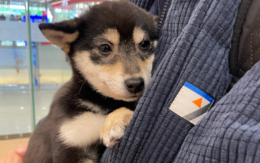 淮安宠物店员工摔打小狗，事件引发网友热议