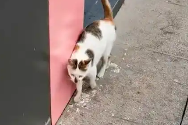 小猫失足掉进墙柱中，猫妈妈苦守3天不肯离开，见人就上前求助