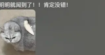 男子给胖猫咪扔食物，却扔到了猫背上