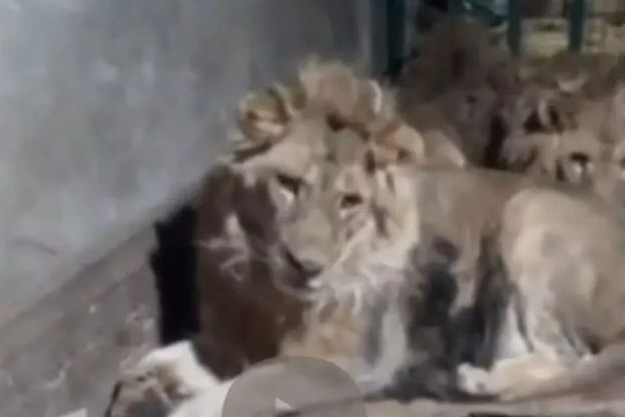 男子为了女友，近距离拍摄狮子，结果录下自己的死亡过程