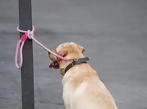 七岁小孩遭恶犬袭击，狗主人淡定拒赔，呼吁加强犬只管理