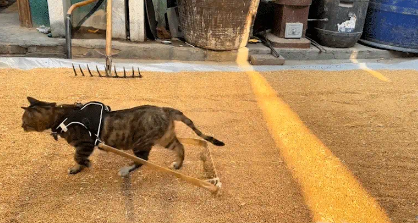 狸花猫会犁麦子。网友：要不然怎么叫犁猫呢