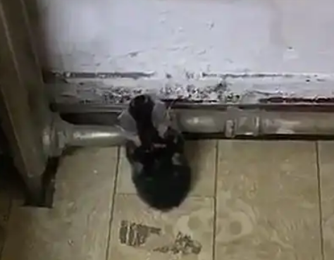 小奶猫趴在管子上不动，主人一看笑喷：这睡功真厉害