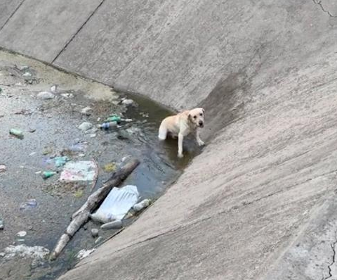 狗狗跑水塘里喝水上不来了，还是主人下去救它！