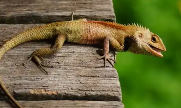 蛇、蜥蜴等爬宠能高铁托运吗？不能！只能托运宠物猫狗