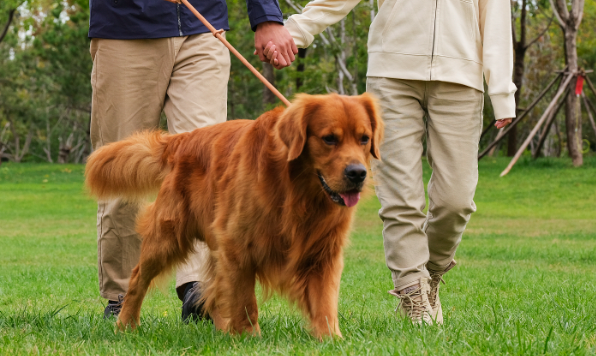 第五届 TOPS 上海它博会开幕，“它经济”持续走热