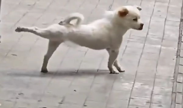 狗子在院子里拉伸，网友称其为”瑜伽狗“ 