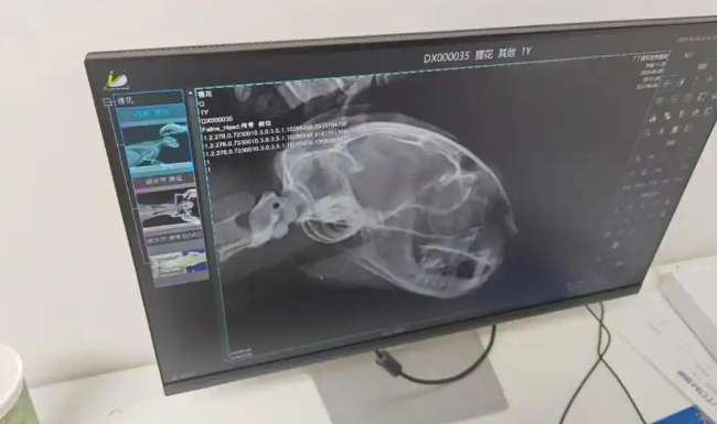 复兴公园流浪猫疑被锋利金属射穿脸部！可以不爱但别伤害！