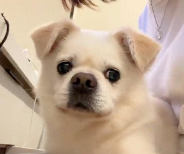 走丢7年的狗狗，再次从救助站领养到它！