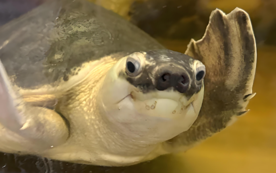 警民接力助猪鼻龟“归家”，因为它是保护动物！