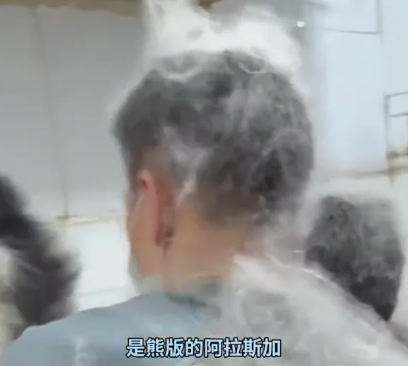 半年没洗澡的阿拉斯加毛毛漫天飞，宠物店：梳结到手抽筋