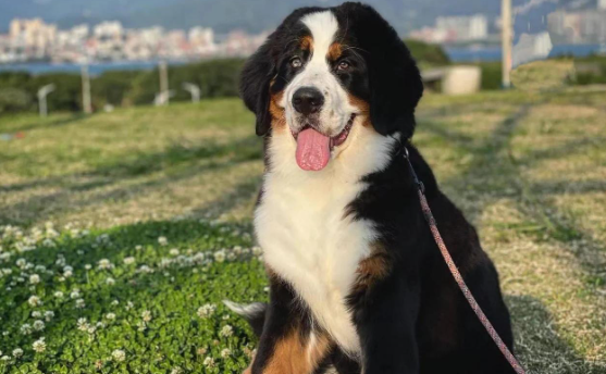 烟台男子悬赏5万元寻回爱犬，不久便成功找回