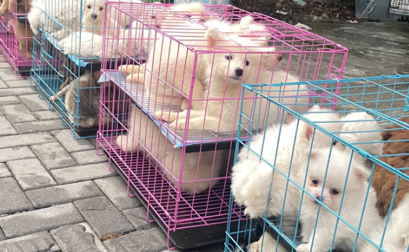 宠物消费纠纷投诉增多，消费者买宠物需注意