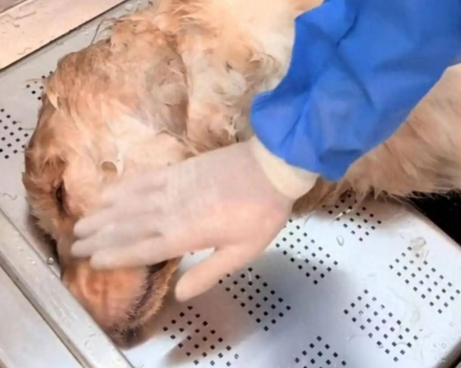 金毛犬蹭空调疑被打死后续，狗主人称“圆满解决”