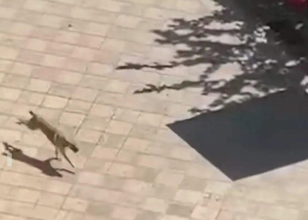 长沙一小区惊现疯狗：疑似有狂犬病多人被咬，至今未找到